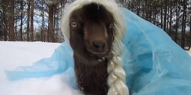 Ziege wird zum &bdquo;Frozen&ldquo;-Star