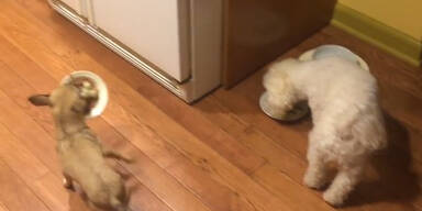 Süß! Hund will nicht alleine essen!