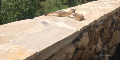 Wiesel-Mama rettet Baby