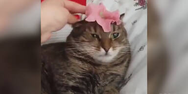 Blume setzt Katze außer Gefecht