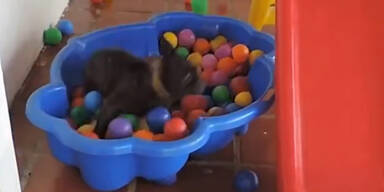 &bdquo;B&auml;llebad&ldquo; begeistert Hund