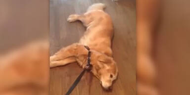 Der faulste Hund der Welt!