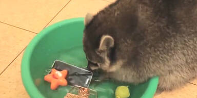 Waschb&auml;r w&auml;scht Handy