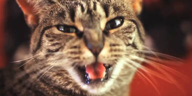 Katze singt harten Rock