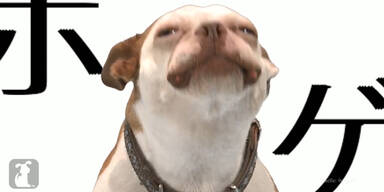 Bellender Game Of Thrones Fan