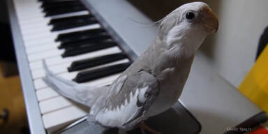 Sittich singt wie Superstar!