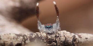 Spinne tanzt zu Y.M.C.A!