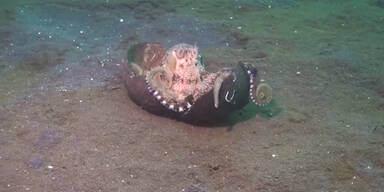 Oktopus entführt Kokosnuss!