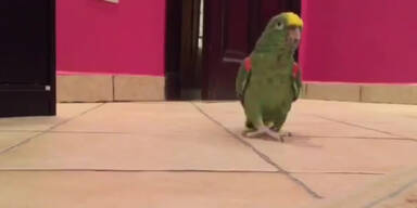 Irrer Papagei als fies lachender Bösewicht