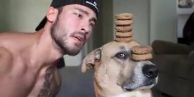 Der Samurai-Hund ist zur&uuml;ck!