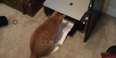 Das Arbeitshindernis Katze