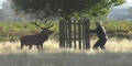 Hirsch jagt Mann durch Londoner Park