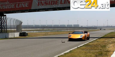 Viral-Hit: Eichh&ouml;rnchen vs. Lamborghini