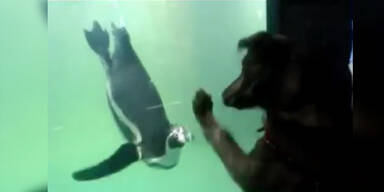 S&uuml;&szlig;: Hund will mit Pinguin spielen