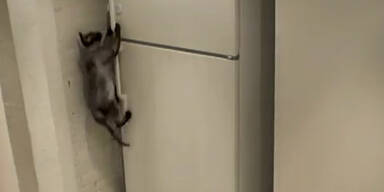 Hungriger Kater &ouml;ffnet selbst den K&uuml;hlschrank