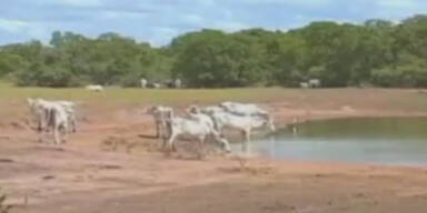 Brasilien zwischen Fluten und D&uuml;rre