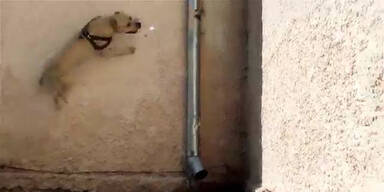 Hund springt Wände senkrecht hinauf