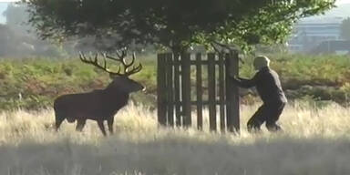Hirsch jagt Mann durch Londoner Park