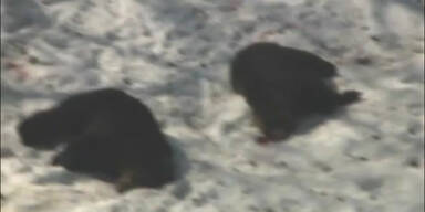 Ausgebrochene B&auml;ren t&ouml;ten zwei Frauen