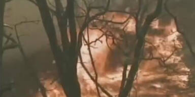 Br&auml;nde vernichten tausende Hektar Wald