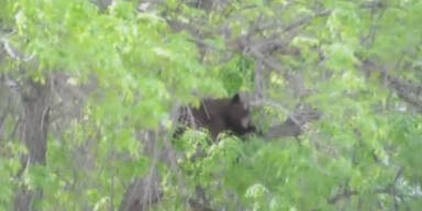 USA: 100-Kilo-B&auml;r 'besucht' Uni-Campus