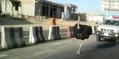 Vogel Strau&szlig; &uuml;berholt Autos auf Autobahn