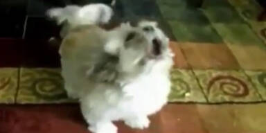 Dieser Hund schreit so laut wie ein Mensch