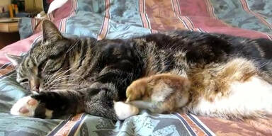 K&uuml;ken kuschelt mit Katze