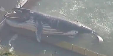 Toter Buckelwal in Schwimmbad gesp&uuml;lt