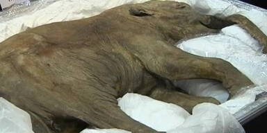 42.000 Jahre altes Mammut-Baby gefunden