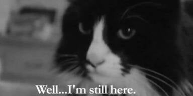 Eigenes Filmfestival für LoL-Cats