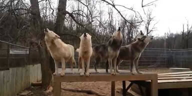 Wolfsrudel zeigt gesangliches Talent
