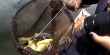 Peru: Tausende tote Fische an Küste gespült