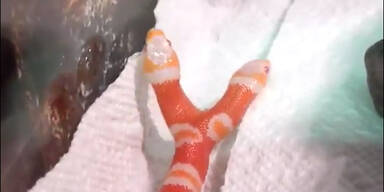 Zweik&ouml;pfige Albino- Schlange geboren