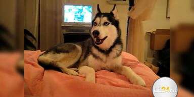 Youtube-Hit: Hund kann "I love you" jaulen