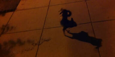 Hund pinkelt im Handstand