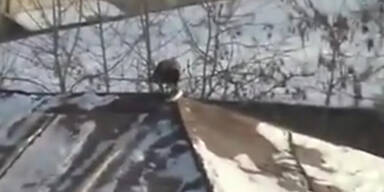 Der Vogel auf dem kalten Blechdach