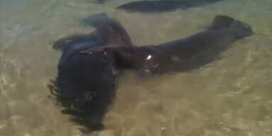 Manatis vergn&uuml;gen sich auf Floridas Str&auml;nden