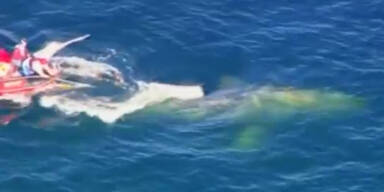 12m Grauwal in Fischernetz verheddert