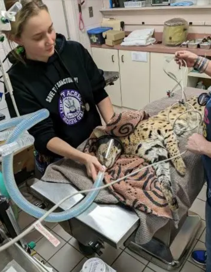 Cincinnati Animal CARE