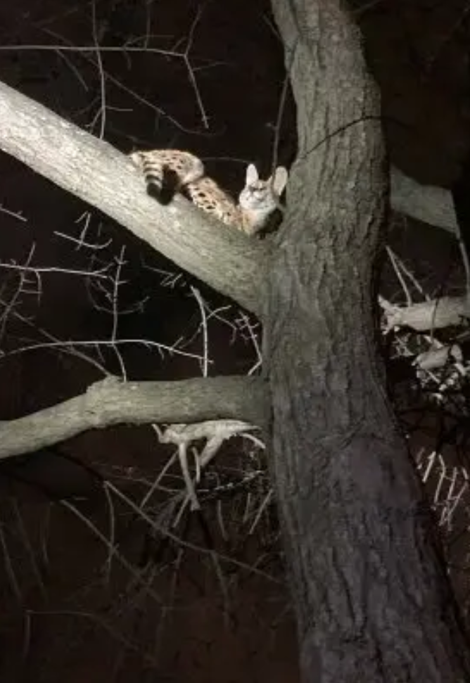 Cincinnati Animal CARE