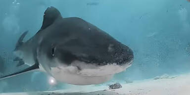 So sieht es aus, von einem Hai gefressen zu werden