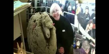 Shrek das Schaf ist tot