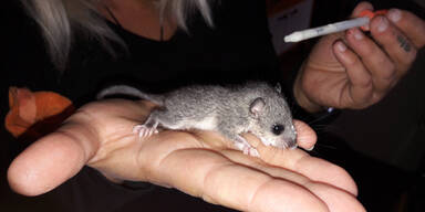 Siebenschl&auml;fer-Baby