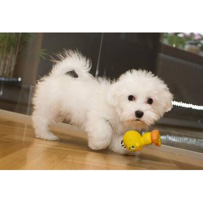 Neuer Hund: Mini-Malteser Emily zieht bei Familie Mucha ein