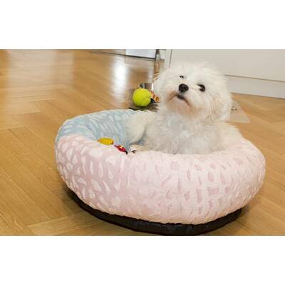 Neuer Hund: Mini-Malteser Emily zieht bei Familie Mucha ein