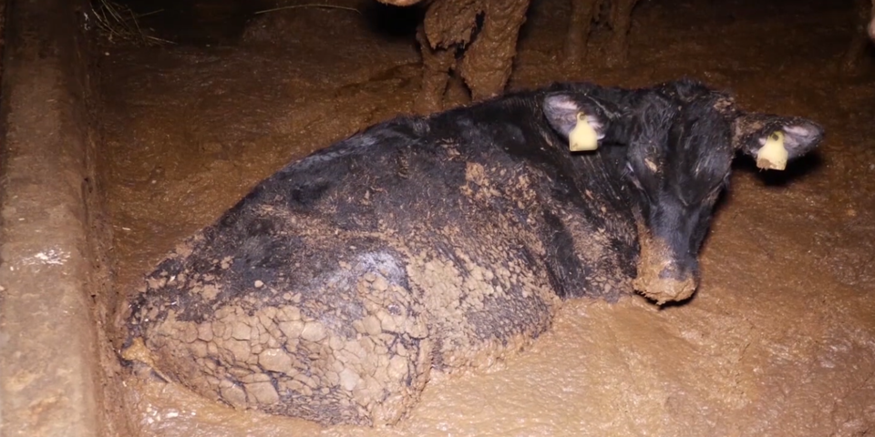 Nach Skandal-Betrieb: VGT fordert Reform der Kontrollen