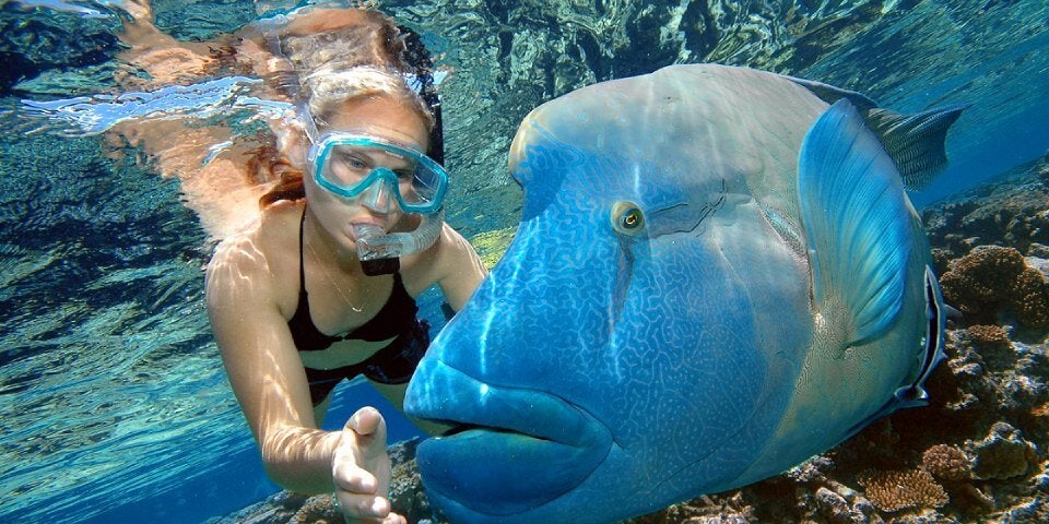 Snorkeller_MaoriWrasse_ReefMagic_Ponton