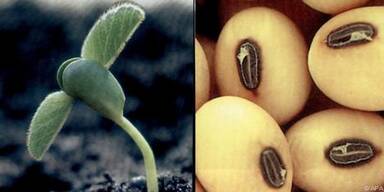 Neue Grippe: Pro Tag eine Erkrankung in Österreich