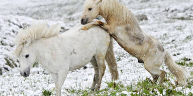 Sommer Schnee K&uuml;htai